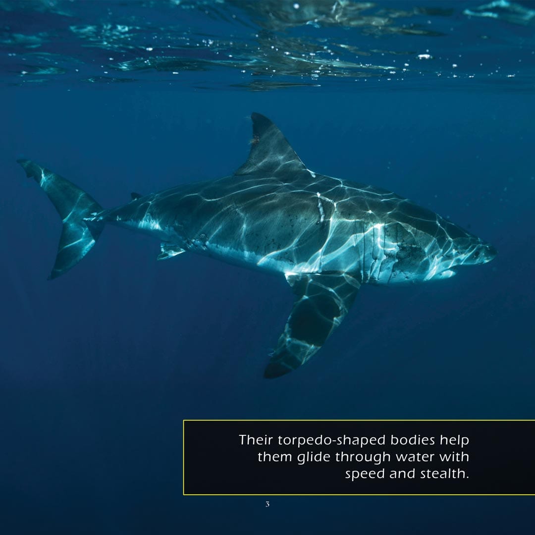 Great White Sharks! A My Incredible World Picture Book for Children