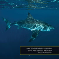 Great White Sharks! A My Incredible World Picture Book for Children
