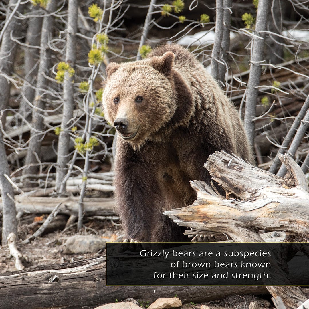 Grizzly Bears! A My Incredible World Picture Book for Children