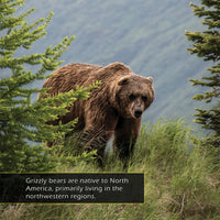 Grizzly Bears! A My Incredible World Picture Book for Children