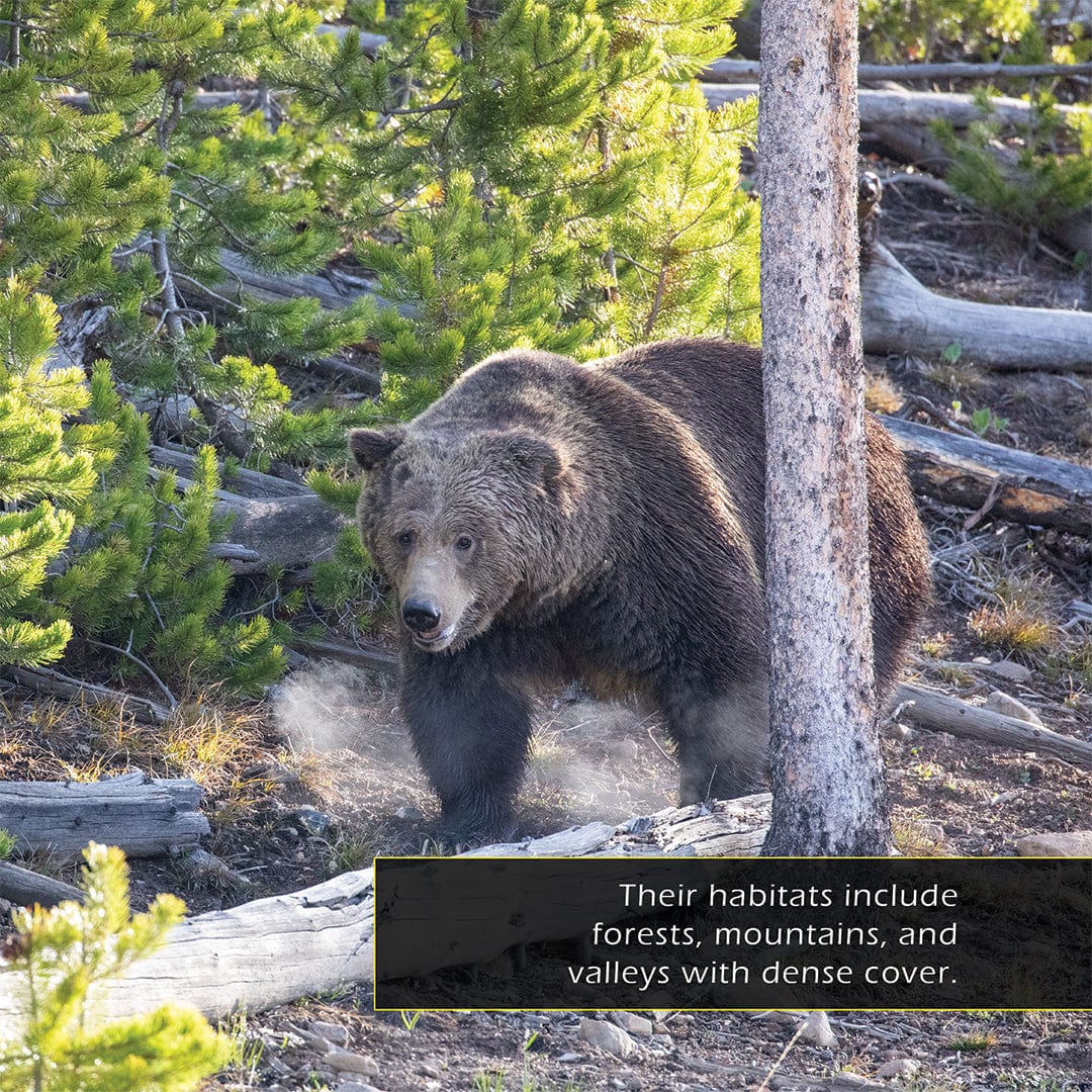 Grizzly Bears! A My Incredible World Picture Book for Children