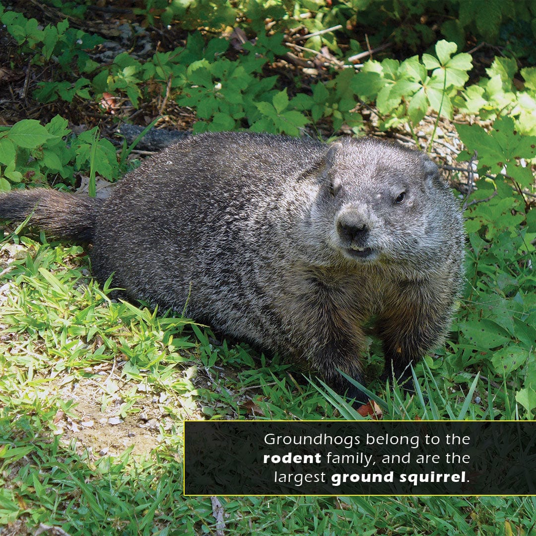 Groundhogs! A My Incredible World Picture Book for Children