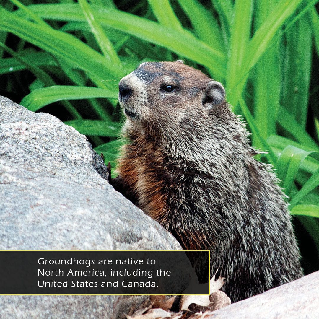 Groundhogs! A My Incredible World Picture Book for Children