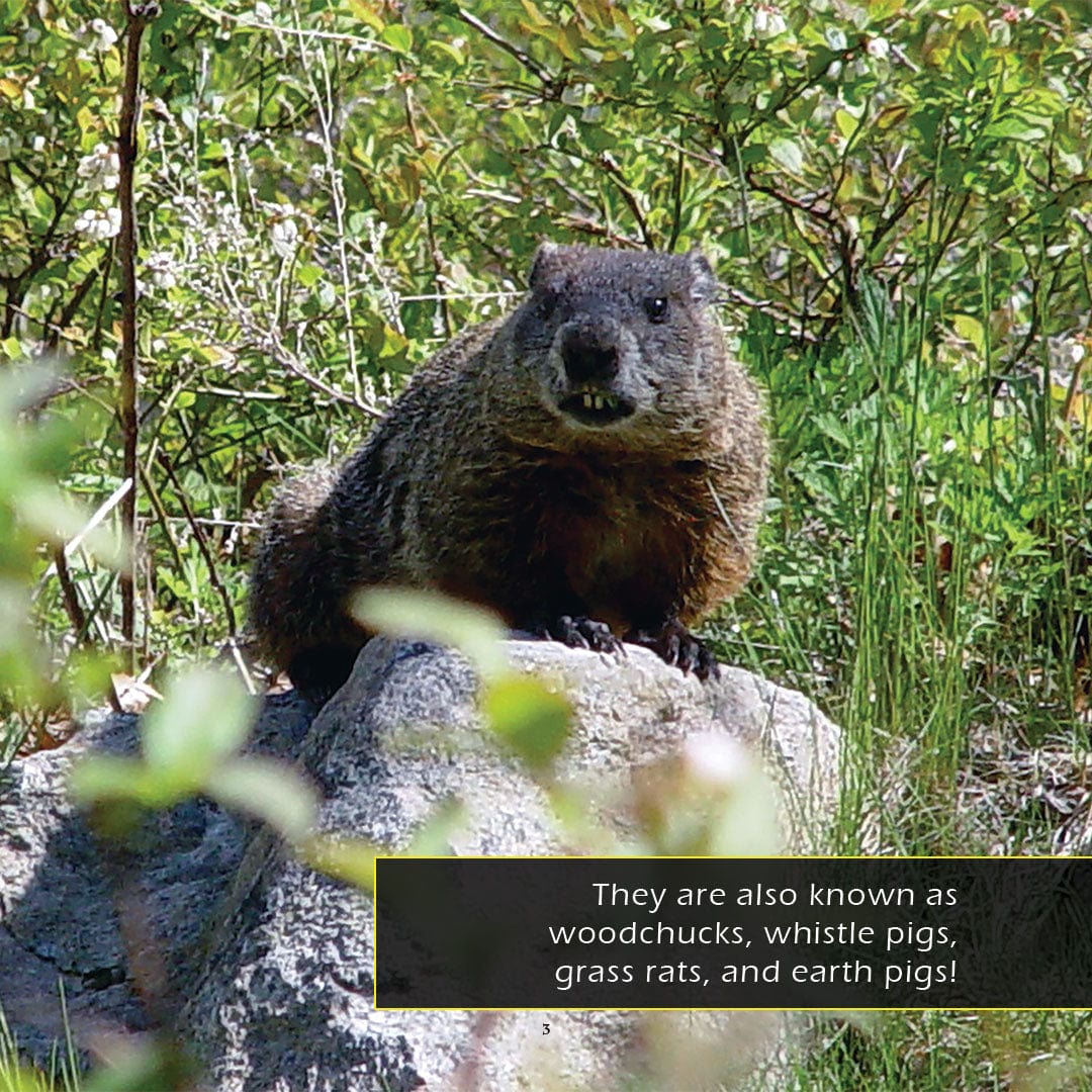 Groundhogs! A My Incredible World Picture Book for Children