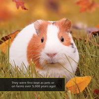 Guinea Pigs! A My Incredible World Picture Book for Children