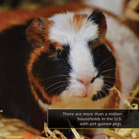 Guinea Pigs! A My Incredible World Picture Book for Children