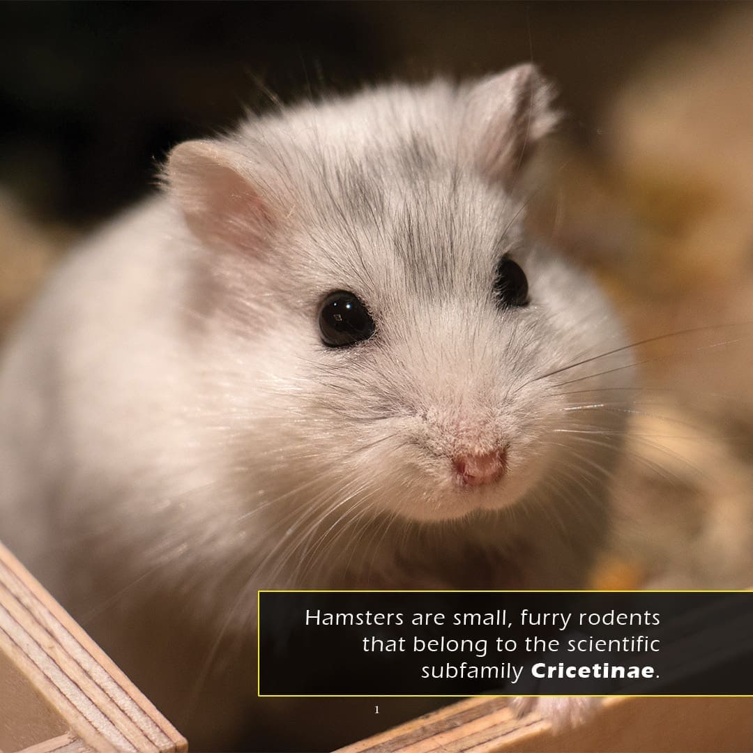 Hamster Book Hamsters Book for Kids | Cheek-Pouch Pets – My Incredible World