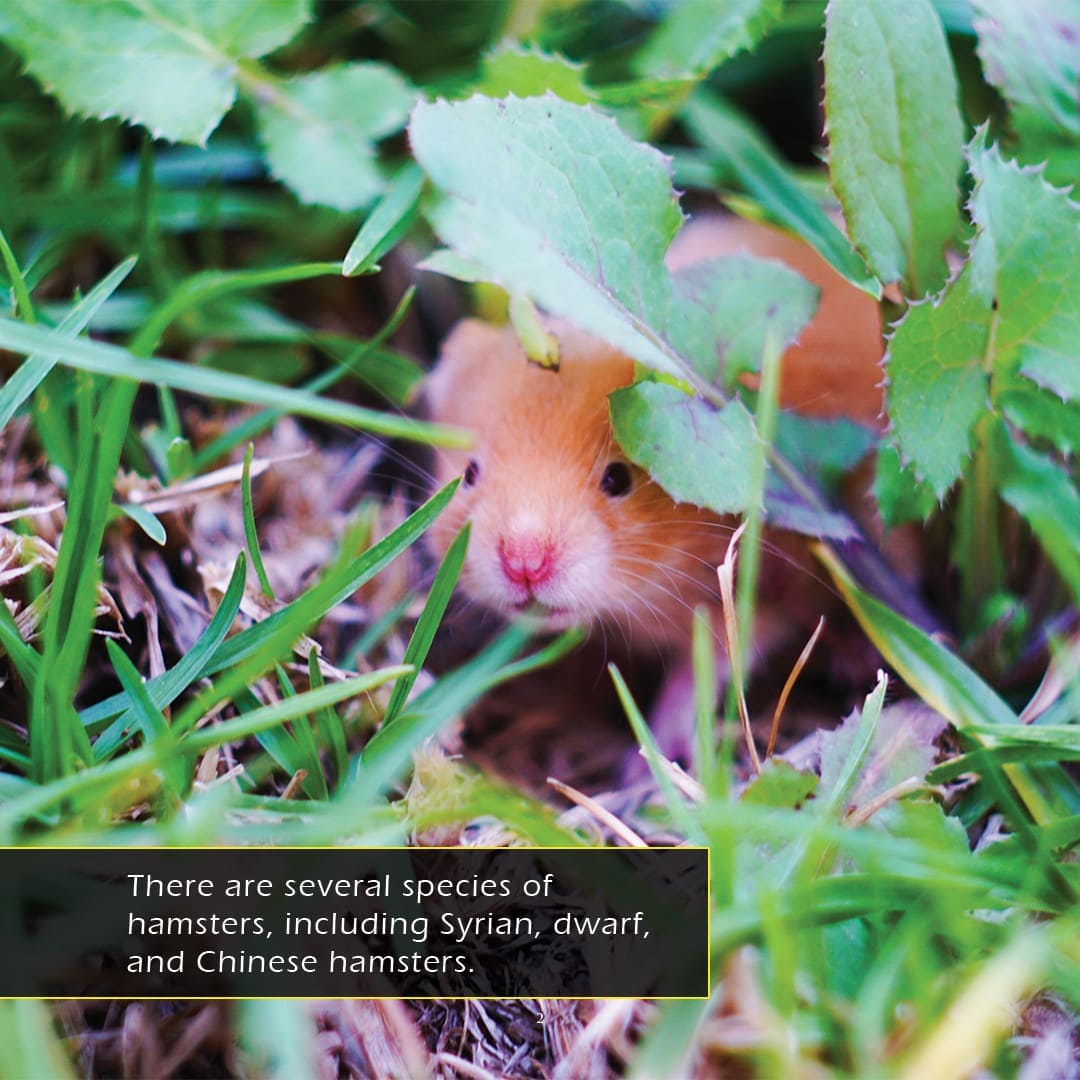 Hamster Book Hamsters Book for Kids | Cheek-Pouch Pets – My Incredible World