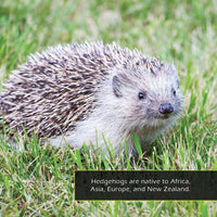 Hedgehogs! A My Incredible World Picture Book for Children