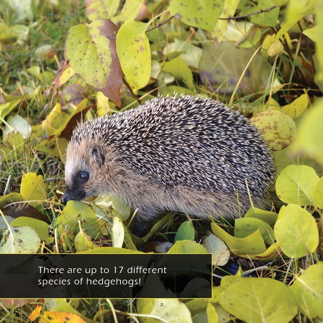 Hedgehogs! A My Incredible World Picture Book for Children