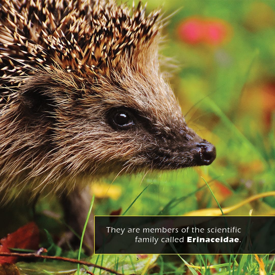 Hedgehogs! A My Incredible World Picture Book for Children