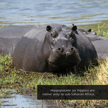 Hippos! A My Incredible World Picture Book for Children