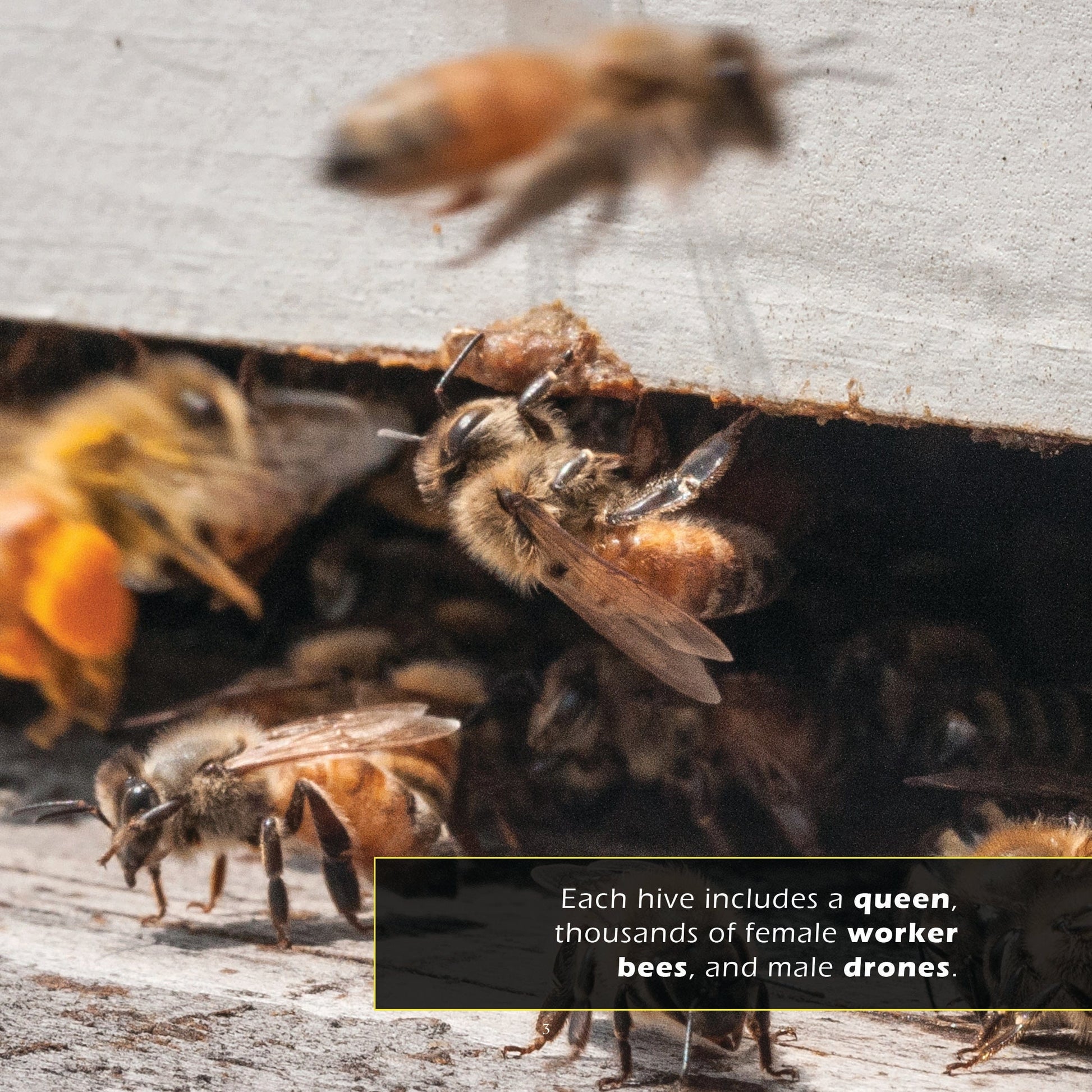 Honey Bees! A My Incredible World Picture Book for Children