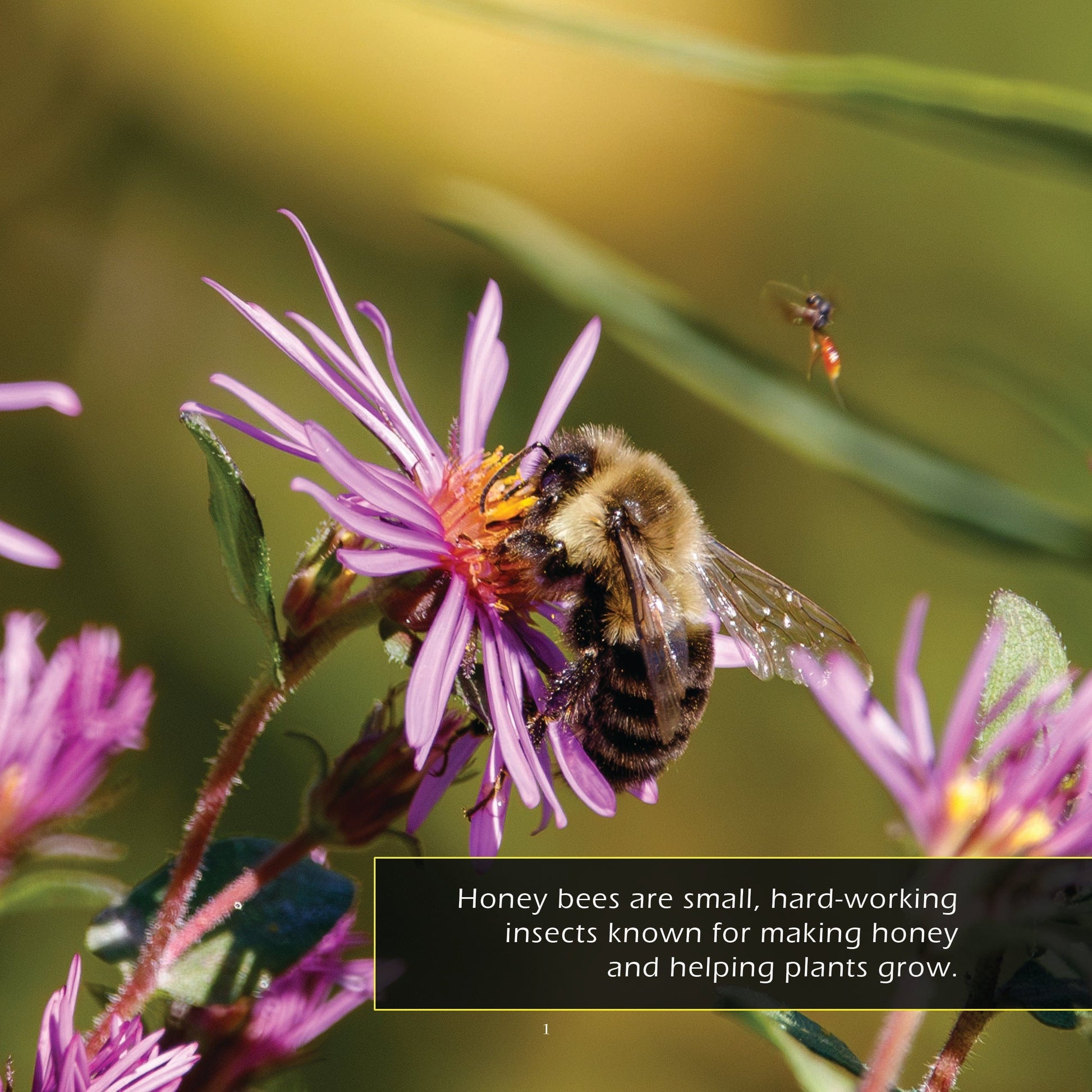 Honey Bees! A My Incredible World Picture Book for Children