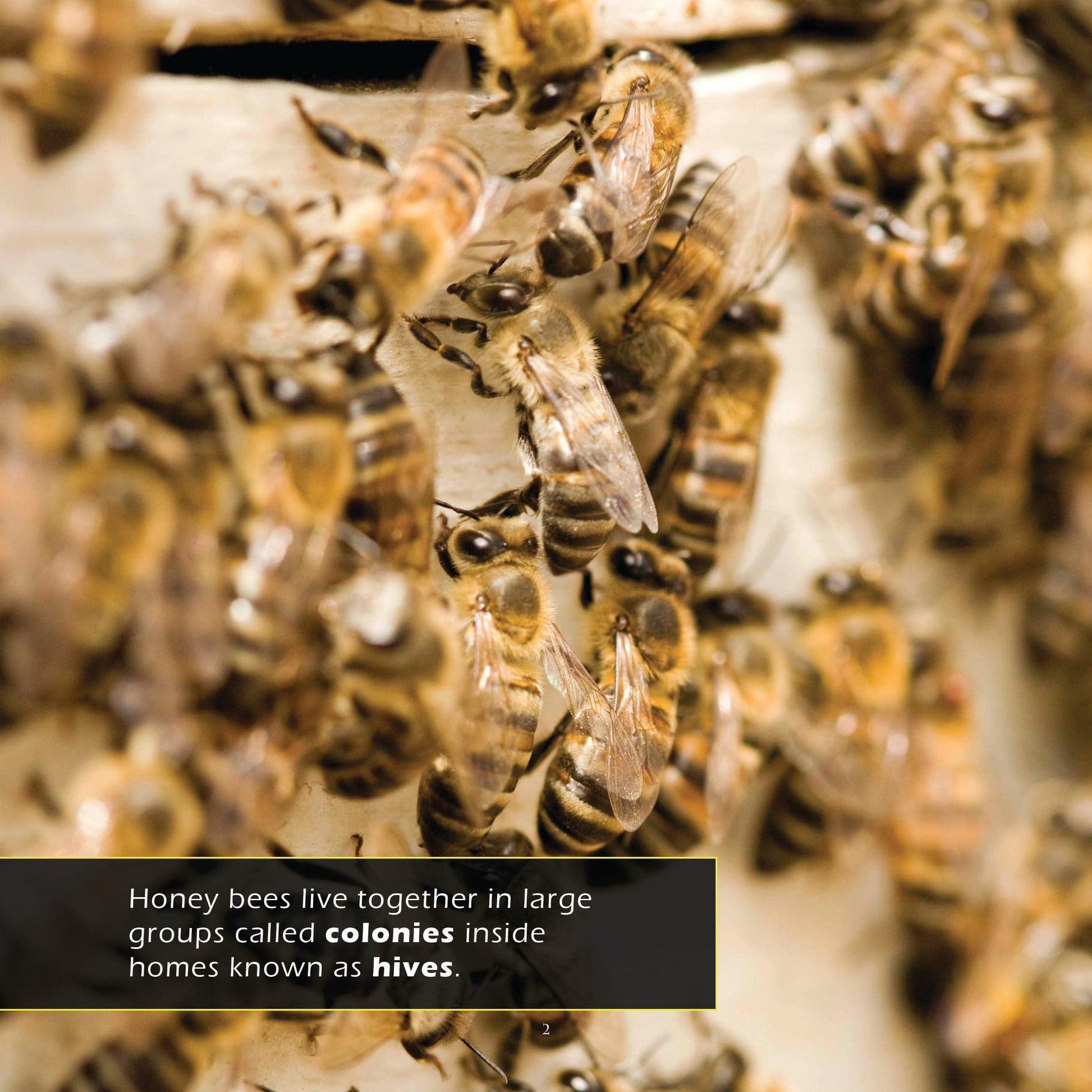 Honey Bees! A My Incredible World Picture Book for Children