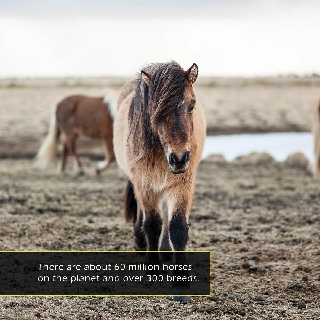 Horses! A My Incredible World Picture Book for Children