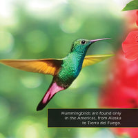 Hummingbirds! A My Incredible World Picture Book for Children