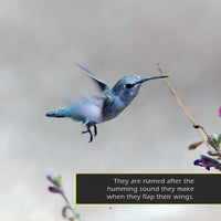 Hummingbirds! A My Incredible World Picture Book for Children