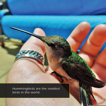 Hummingbirds! A My Incredible World Picture Book for Children