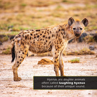 Hyenas! A My Incredible World Picture Book for Children