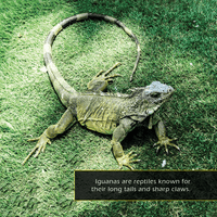 Iguanas! A My Incredible World Picture Book for Children