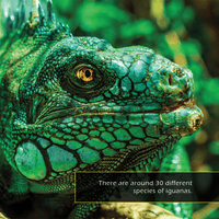 Iguanas! A My Incredible World Picture Book for Children