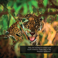 Jaguars! A My Incredible World Picture Book for Children