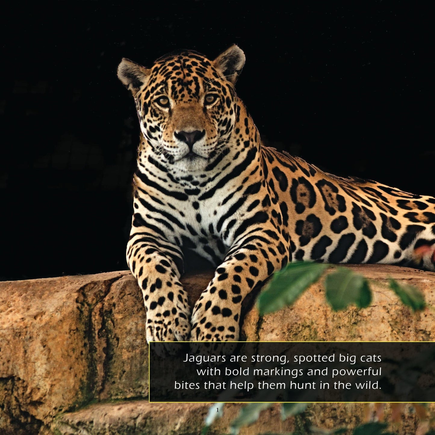 Jaguars! A My Incredible World Picture Book for Children