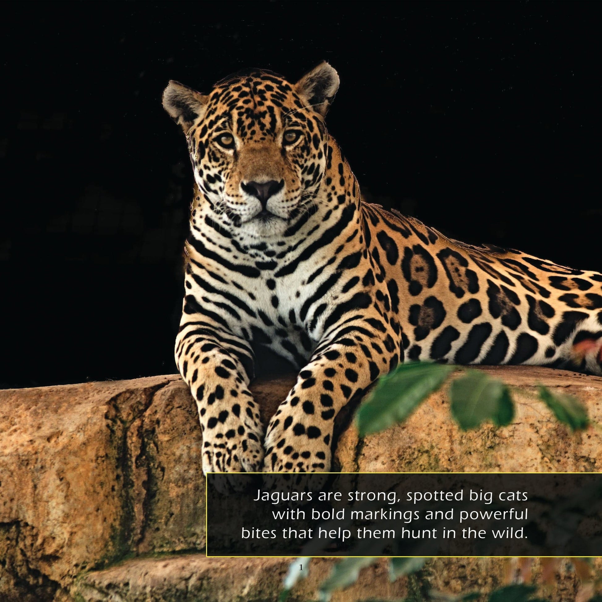 Jaguars! A My Incredible World Picture Book for Children