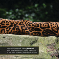 Jaguars! A My Incredible World Picture Book for Children