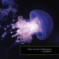 Jellyfish! A My Incredible World Picture Book for Children