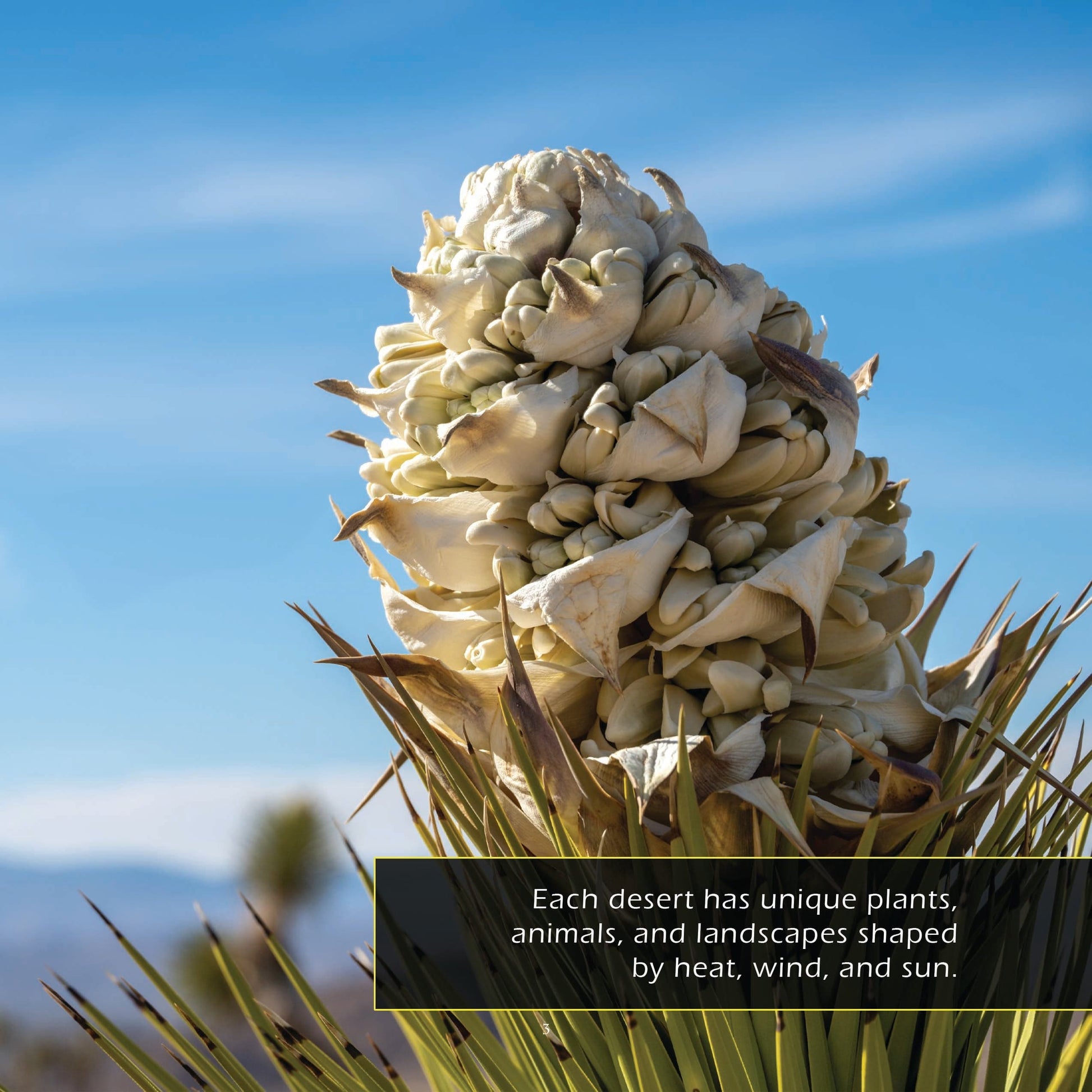 Joshua Tree National Park! A My Incredible World Picture Book for Children