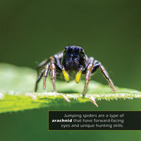 Jumping Spiders! A My Incredible World Picture Book for Children