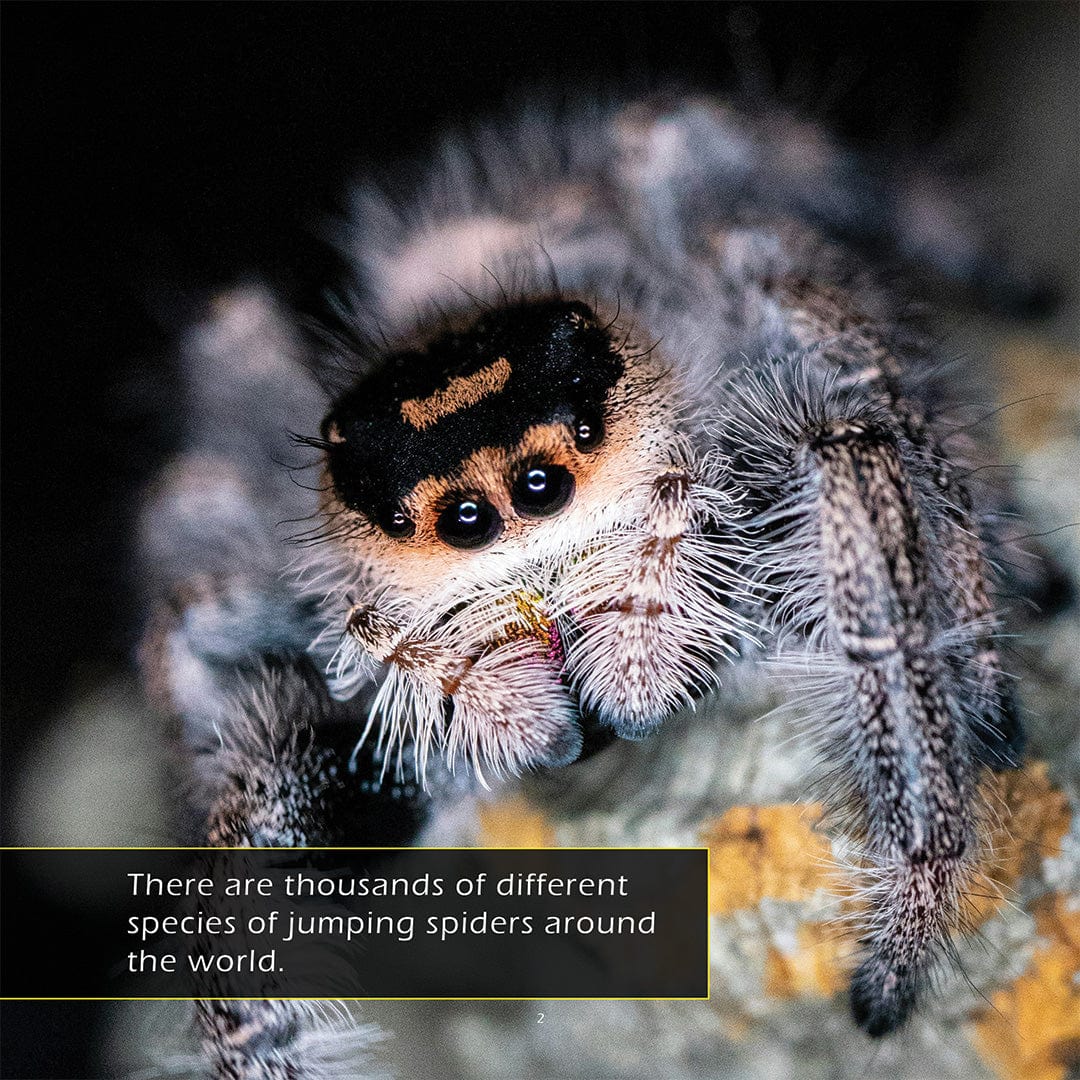 Jumping Spiders! A My Incredible World Picture Book for Children