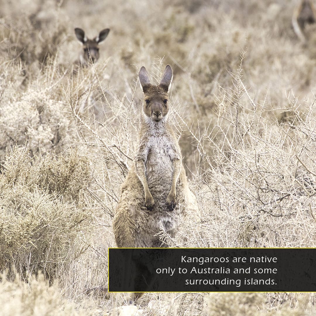 Kangaroos! A My Incredible World Picture Book for Children