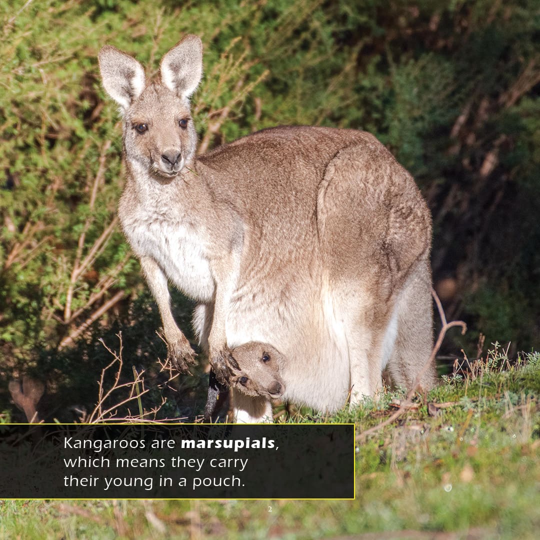 Kangaroos! A My Incredible World Picture Book for Children