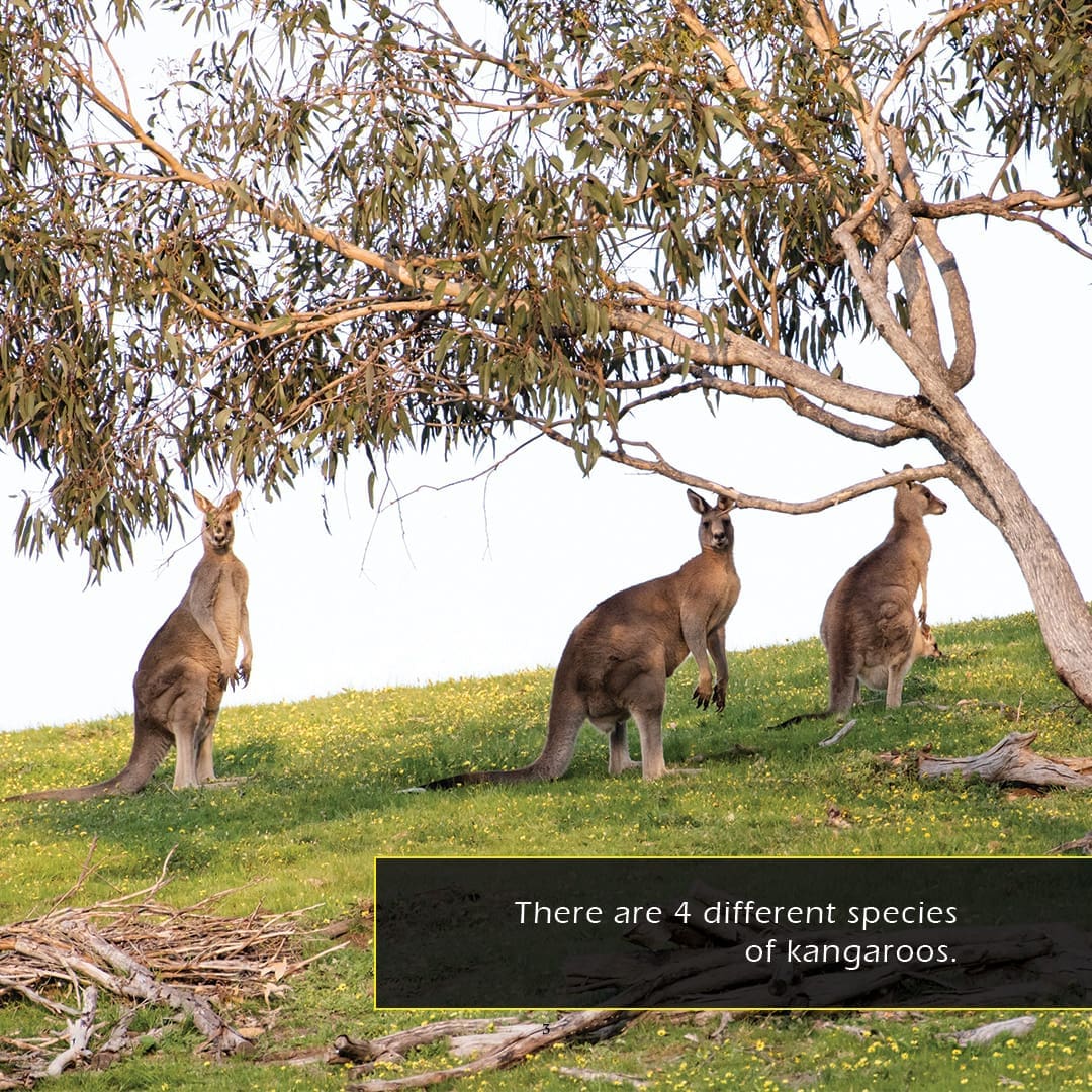 Kangaroos! A My Incredible World Picture Book for Children