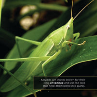 Katydids! A My Incredible World Picture Book for Children