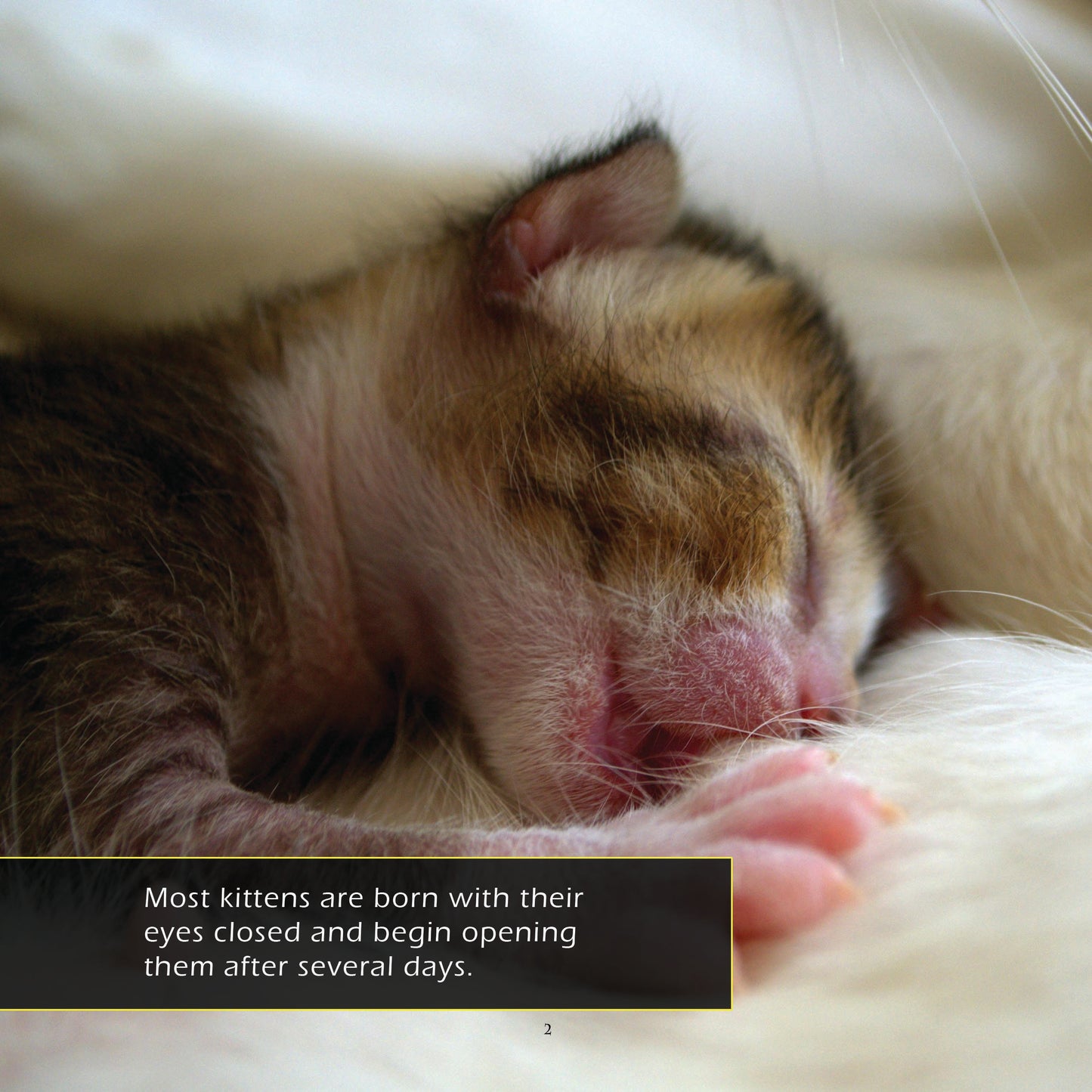 Kittens! A My Incredible World Picture Book for Children