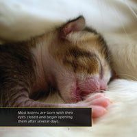 Kittens! A My Incredible World Picture Book for Children