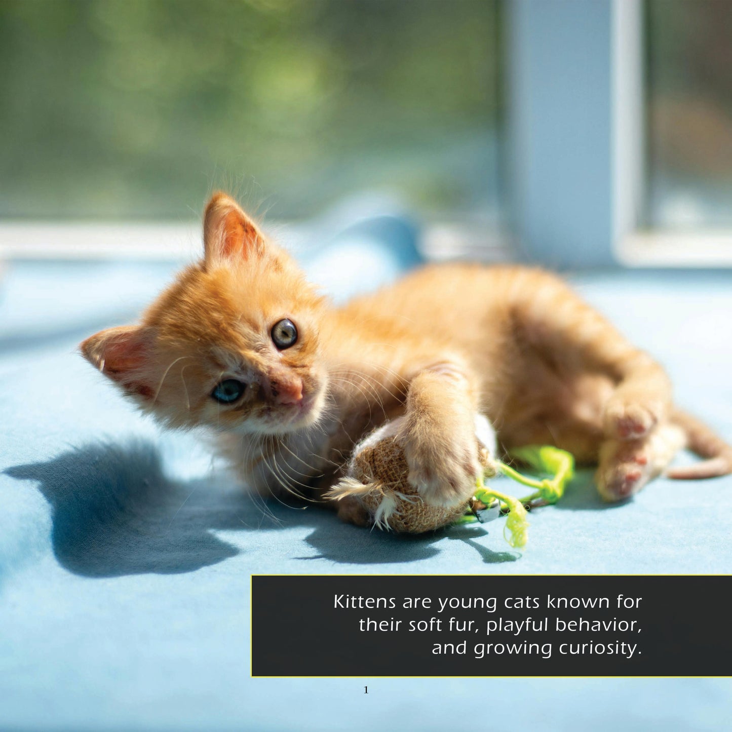 Kittens! A My Incredible World Picture Book for Children