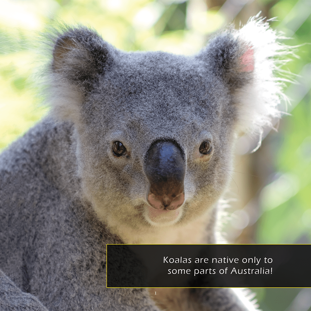 Koalas! A My Incredible World Picture Book for Children