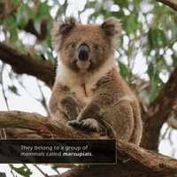 Koalas! A My Incredible World Picture Book for Children