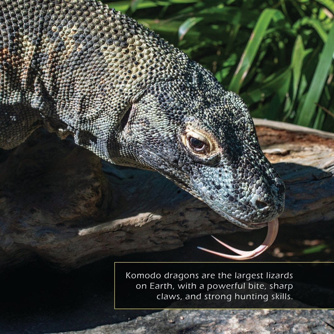 Komodo Dragons! A My Incredible World Picture Book for Children