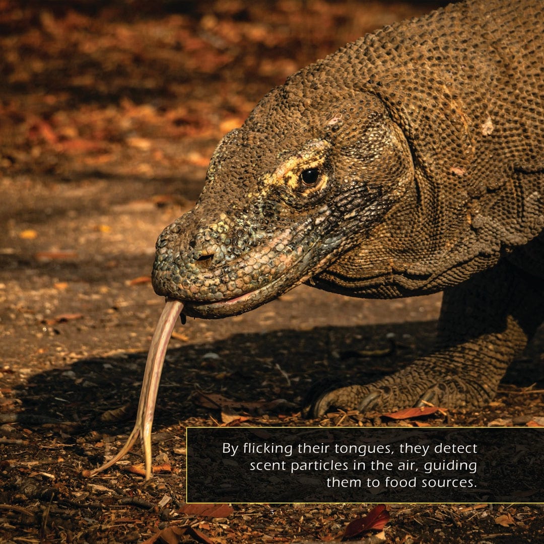 Komodo Dragons! A My Incredible World Picture Book for Children