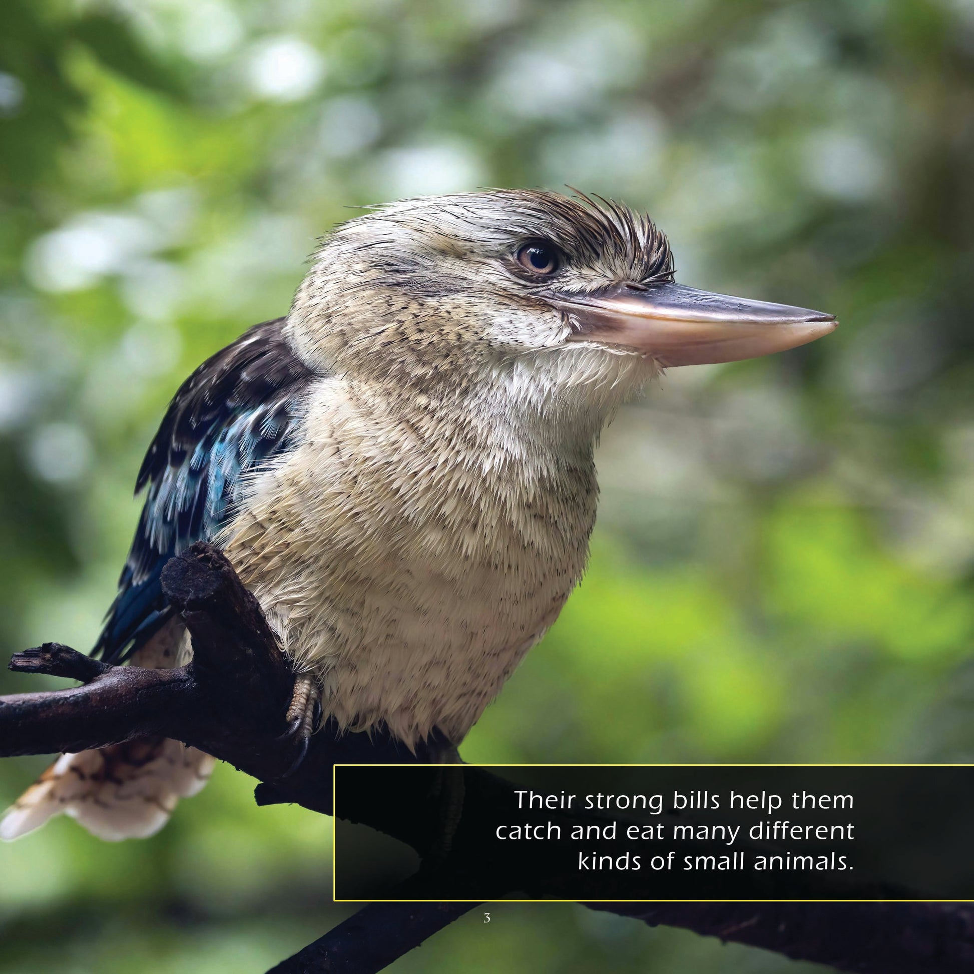 Kookaburras! A My Incredible World Picture Book for Children