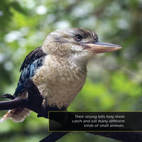 Kookaburras! A My Incredible World Picture Book for Children