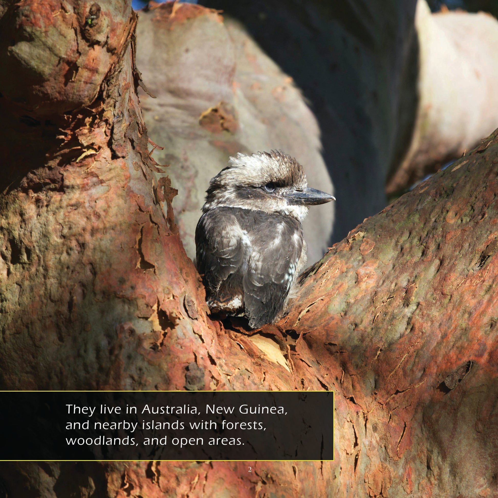 Kookaburras! A My Incredible World Picture Book for Children