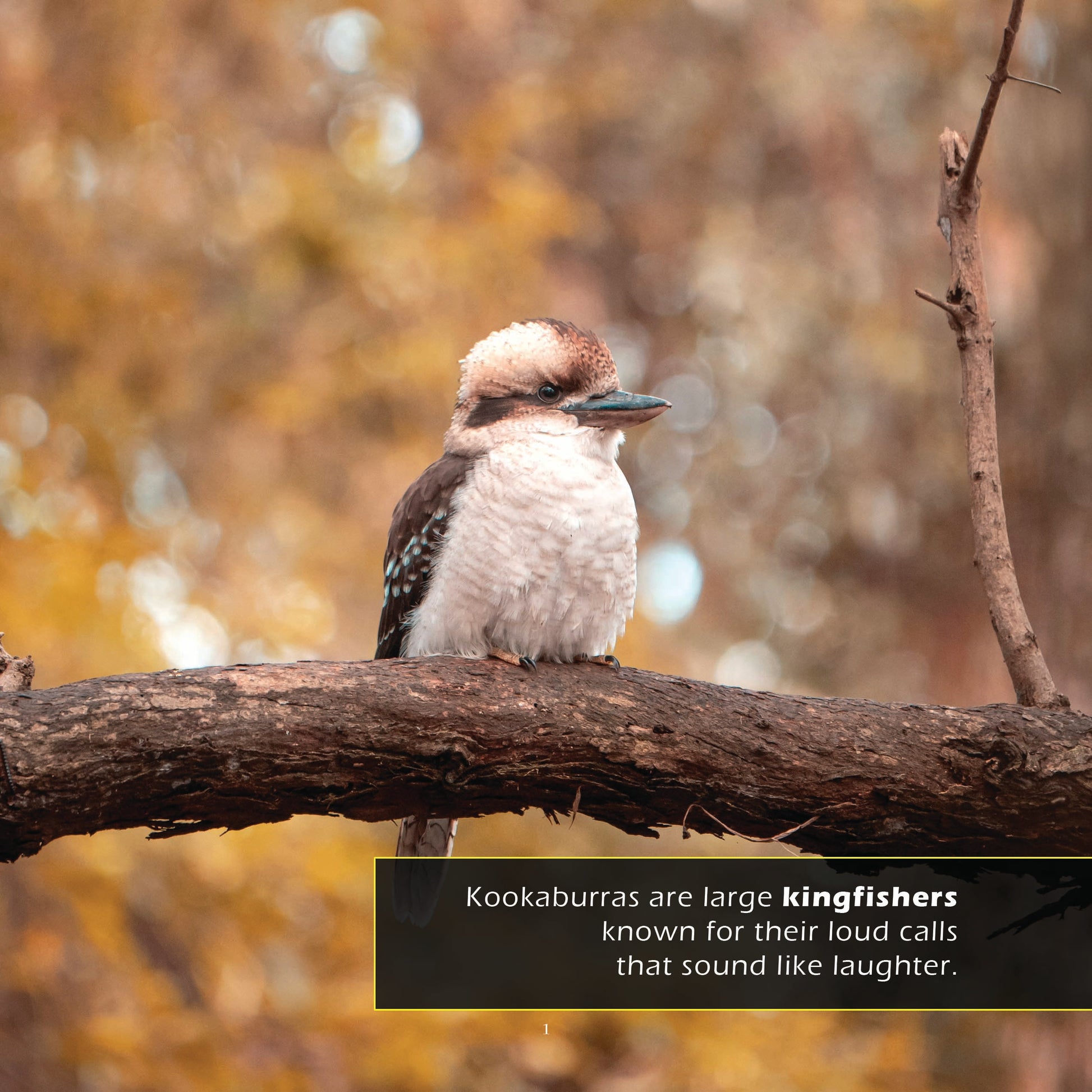 Kookaburras! A My Incredible World Picture Book for Children