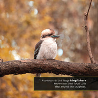Kookaburras! A My Incredible World Picture Book for Children